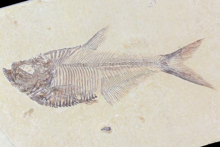 Diplomystus Fossil Fish - Wyoming #81457
